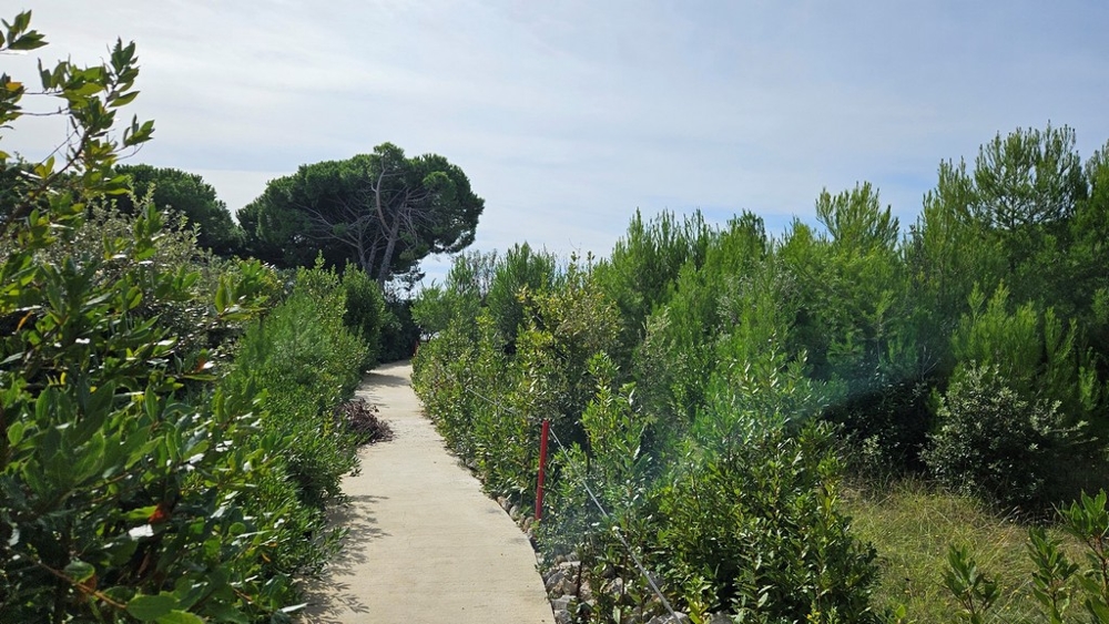 Cesta, která vede hustým křovím, se stromy po obou stranách a jeden mírně