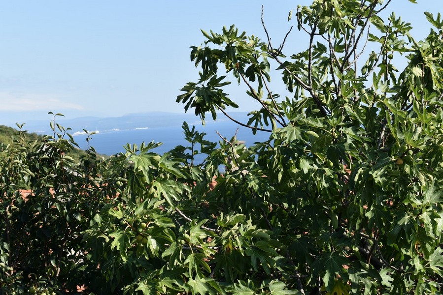 Prodám dům v Chorvatsku, Kvarnerský záliv, Rijeka - Panorama Scouting Immobilien H2263, kupní cena: 630 000 EUR - obrázek 6