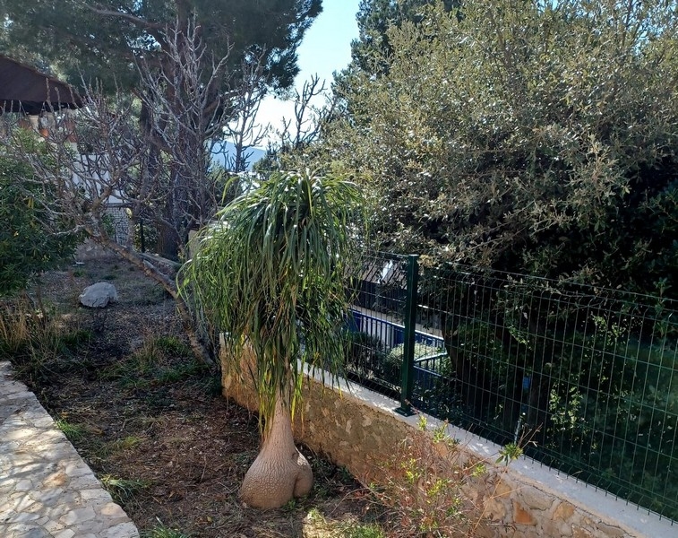 Pohled do zahrady se středomořskými rostlinami a olivovníky ve vile na prodej na ostrově Cres, Chorvatsko