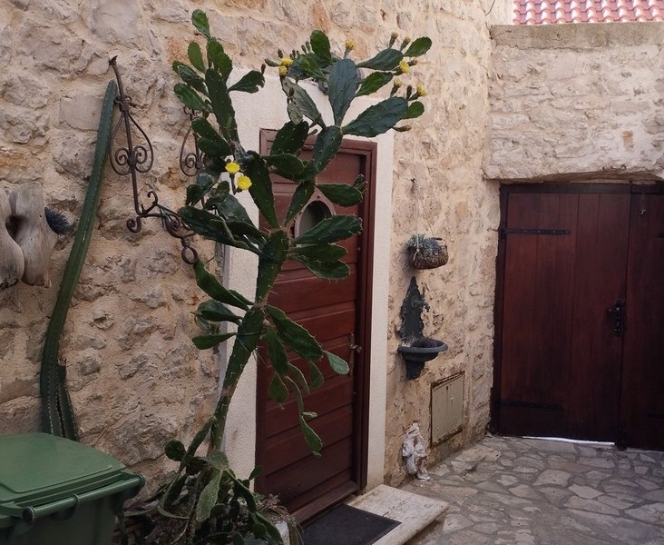 Vstupní prostor kamenného domu s dekorativním kaktusem, ideální pro zájemce o koupi domu v Chorvatsku.