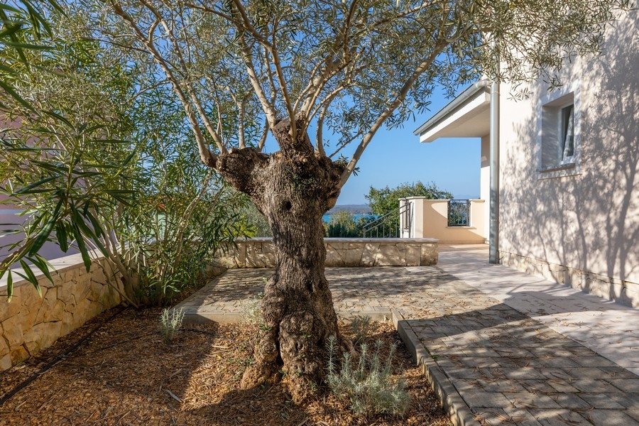 Zahrada s olivovníkem a výhledem na moře