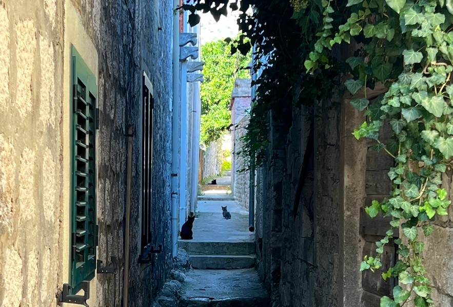 Úzká ulička s kočkami