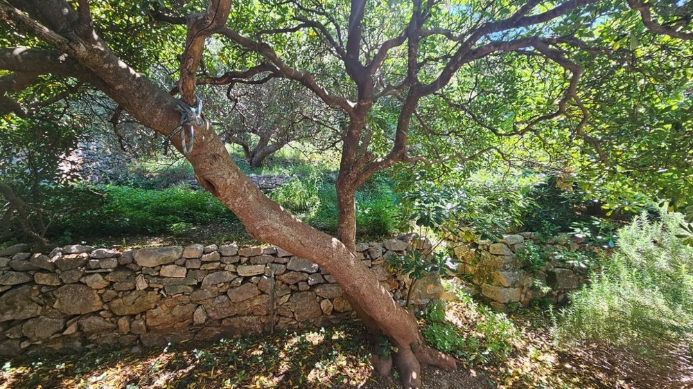 Přírodní zahrada se stromem a kamennou zdí